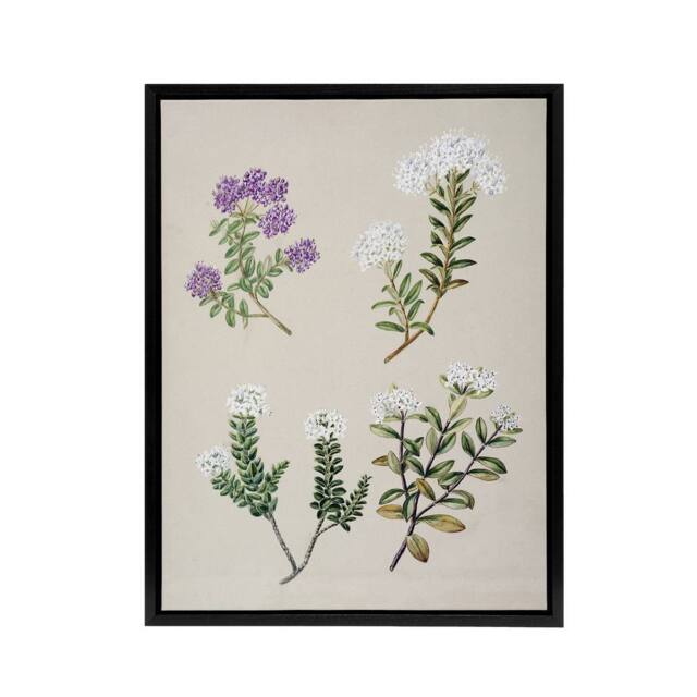 "Artery8 New Zealand Four Veronica Flowering Plants Featon Framed Canvas Art in Beige - Size: W12"" x H16""" - image 1