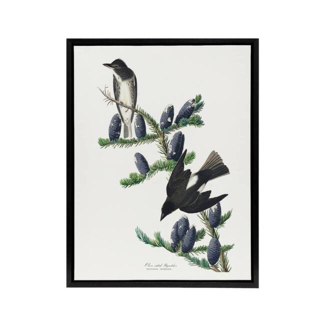 "Artery8 Olive Sided Flycatcher Bird on Fir Tree Audubon Framed Canvas Wall Art in White - Size: W12"" x H16""" - image 1