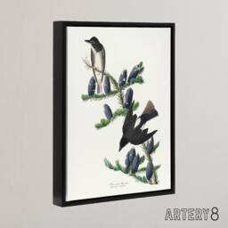 "Artery8 Olive Sided Flycatcher Bird on Fir Tree Audubon Framed Canvas Wall Art in White - Size: W12"" x H16""" - thumbnail 2