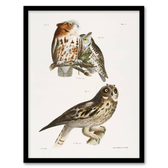 Artery8 James De Kay Little Screech & Short Eared Owl Framed Wall Art Print in White - Size: A4 - image 1