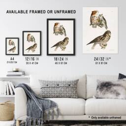 Artery8 James De Kay Little Screech & Short Eared Owl Framed Wall Art Print in White - Size: A4 - thumbnail 3