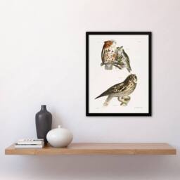 Artery8 James De Kay Little Screech & Short Eared Owl Framed Wall Art Print in White - Size: A4 - thumbnail 4