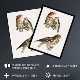 Artery8 James De Kay Little Screech & Short Eared Owl Framed Wall Art Print in White - Size: A4 - thumbnail 2