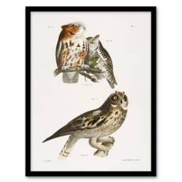 Artery8 James De Kay Little Screech & Short Eared Owl Framed Wall Art Print in White - Size: A4 - thumbnail 1