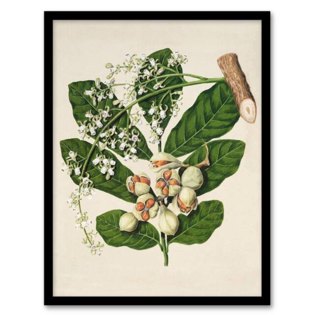 Artery8 Sarah Featon Framed Wall Art New Zealand Kohekohe Tree Seeds & Flowers in Beige - Size: A4 - image 1