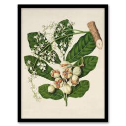 Artery8 Sarah Featon Framed Wall Art New Zealand Kohekohe Tree Seeds & Flowers in Beige - Size: A4 - thumbnail 1