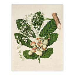 Artery8 Sarah Featon Framed Wall Art New Zealand Kohekohe Tree Seeds & Flowers in Beige - Size: A4 - thumbnail 3