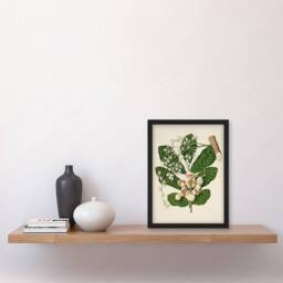 Artery8 Sarah Featon Framed Wall Art New Zealand Kohekohe Tree Seeds & Flowers in Beige - Size: A4 - thumbnail 2