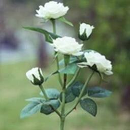 Havendro White Solar Power LED 5 Head Rose Flower Stake Lights Garden - thumbnail 2