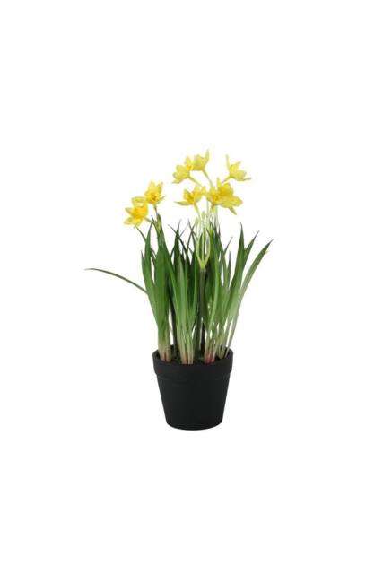 KDMD Mini Daffodil Potted 26cm Yellow - image 1