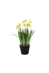 KDMD Mini Daffodil Potted 26cm Yellow - thumbnail 2