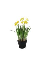 KDMD Mini Daffodil Potted 26cm Yellow - thumbnail 1