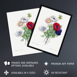 Artery8 Anemone Flowers Botanical Redoute Vintage Framed Wall Art Print in White - Size: A4 - thumbnail 2