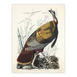 "Artery8 Birds of America Wild Turkey Audubon Nature Wall Art Print Poster in White - Size: W12"" x H16""" - thumbnail 1