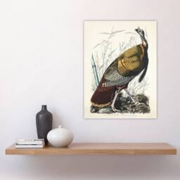 "Artery8 Birds of America Wild Turkey Audubon Nature Wall Art Print Poster in White - Size: W12"" x H16""" - thumbnail 4