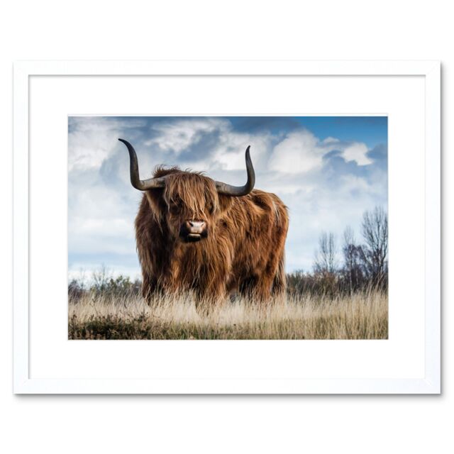 "Artery8 Wall Art Print Scottish Highland Cow/Coo Framed in White - Size: W7"" x H9""" - image 1
