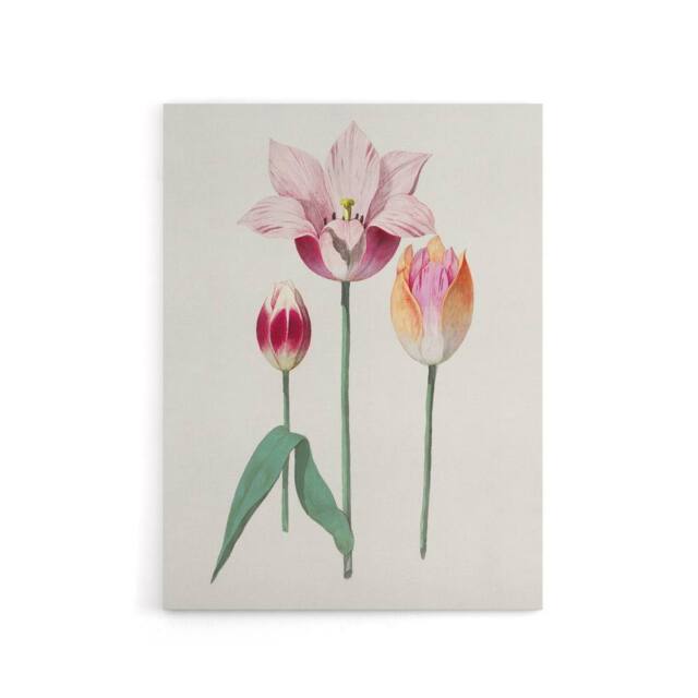 "Artery8 Blooming Tulip Flower Anselmus de Boodt Canvas Wall Art Print in White - Size: W12"" x H16""" - image 1