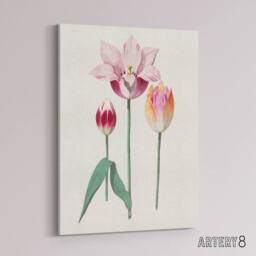 "Artery8 Blooming Tulip Flower Anselmus de Boodt Canvas Wall Art Print in White - Size: W12"" x H16""" - thumbnail 2