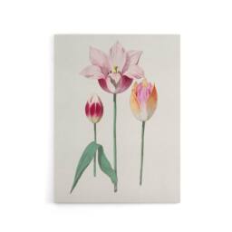 "Artery8 Blooming Tulip Flower Anselmus de Boodt Canvas Wall Art Print in White - Size: W12"" x H16""" - thumbnail 1