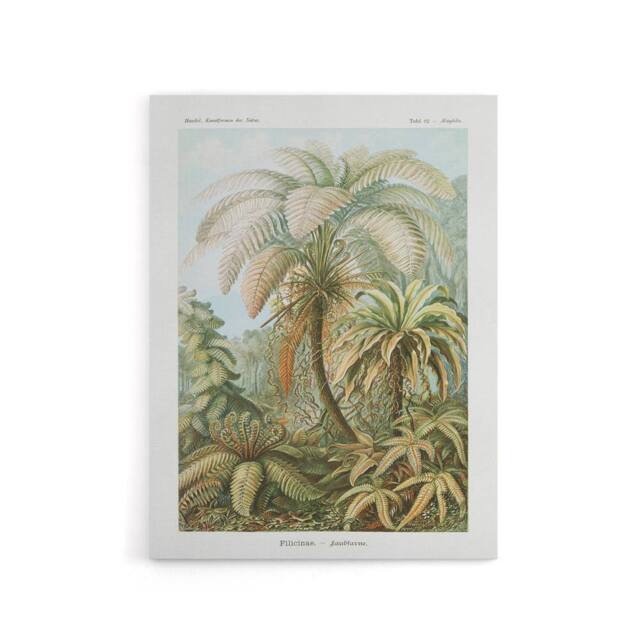 "Artery8 Tropical Nature Filicinae Fern Plants Haeckel Canvas Wall Art Print in Green - Size: W12"" x H16""" - image 1