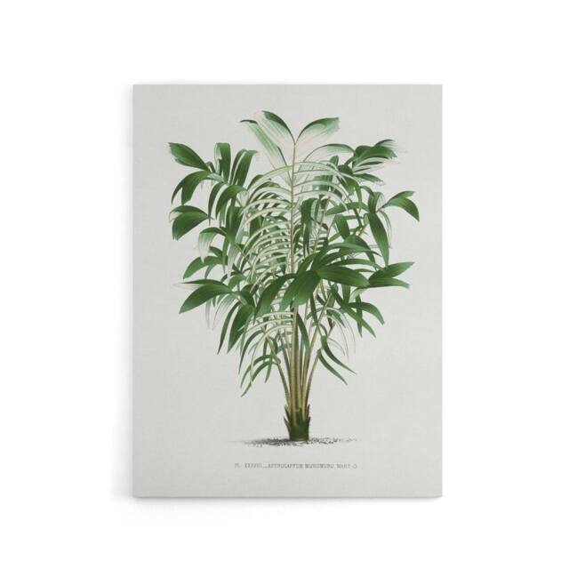 "Artery8 Astrocaryum Murumuru Palm Tree Kerchove Canvas Wall Art Print in White - Size: W12"" x H16""" - image 1