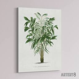 "Artery8 Astrocaryum Murumuru Palm Tree Kerchove Canvas Wall Art Print in White - Size: W12"" x H16""" - thumbnail 2