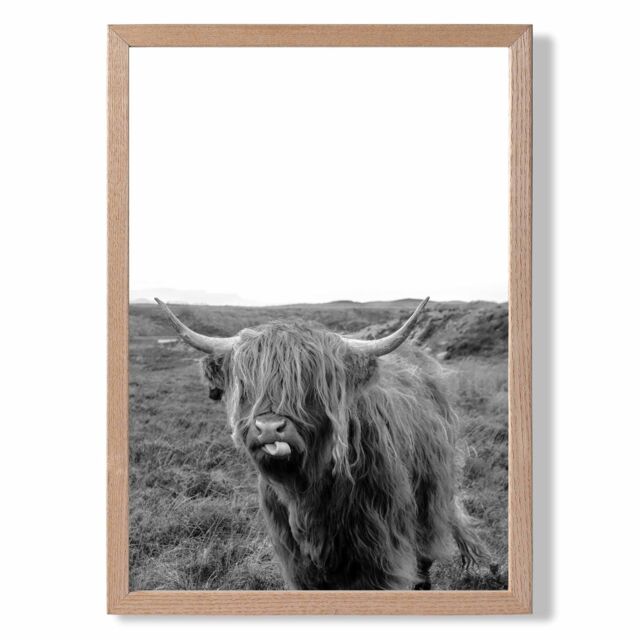 ARTZE Cheeky Highland Cow Animal Black & White Photo Framed Print SIZE: A3 with Oak Frame - Size: A4 - image 1