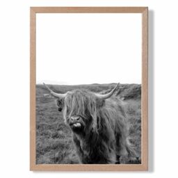 ARTZE Cheeky Highland Cow Animal Black & White Photo Framed Print SIZE: A3 with Oak Frame - Size: A4 - thumbnail 1