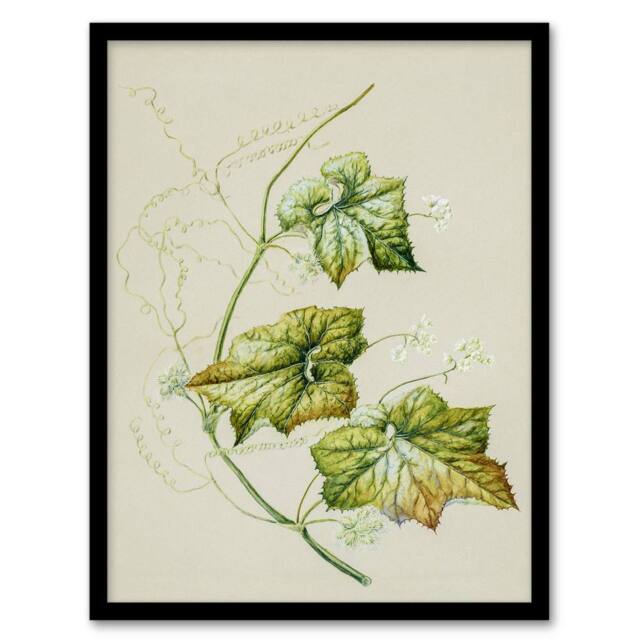 Artery8 New Zealand Sicyos Australis Mawhai Plant Featon Framed Wall Art Print in Beige - Size: A4 - image 1