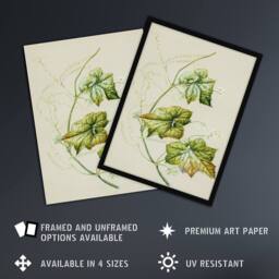 Artery8 New Zealand Sicyos Australis Mawhai Plant Featon Framed Wall Art Print in Beige - Size: A4 - thumbnail 2