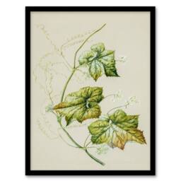 Artery8 New Zealand Sicyos Australis Mawhai Plant Featon Framed Wall Art Print in Beige - Size: A4 - thumbnail 1