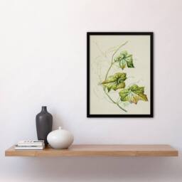 Artery8 New Zealand Sicyos Australis Mawhai Plant Featon Framed Wall Art Print in Beige - Size: A4 - thumbnail 4