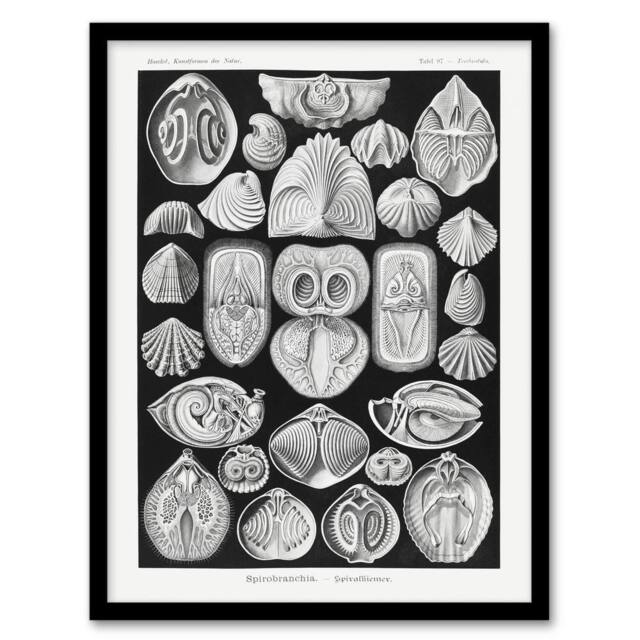 "Artery8 Spirobranchus Vintage Marine Life Haeckel Framed Wall Art Print in Black - Size: W12"" x H16""" - image 1