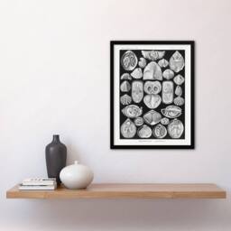 "Artery8 Spirobranchus Vintage Marine Life Haeckel Framed Wall Art Print in Black - Size: W12"" x H16""" - thumbnail 4