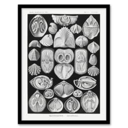 "Artery8 Spirobranchus Vintage Marine Life Haeckel Framed Wall Art Print in Black - Size: W12"" x H16""" - thumbnail 1