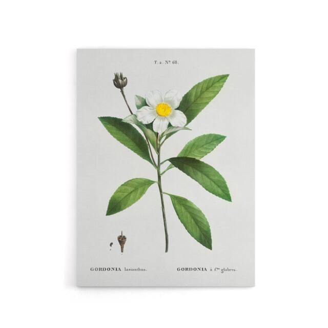 "Artery8 Gordonia Tree Loblolly Bay Flowers Redoute Canvas Wall Art in White - Size: W18"" x H24""" - image 1