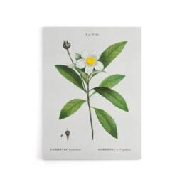 "Artery8 Gordonia Tree Loblolly Bay Flowers Redoute Canvas Wall Art in White - Size: W18"" x H24""" - thumbnail 1