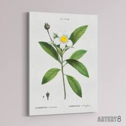 "Artery8 Gordonia Tree Loblolly Bay Flowers Redoute Canvas Wall Art in White - Size: W18"" x H24""" - thumbnail 2