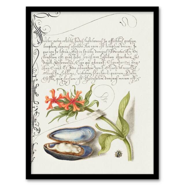 Artery8 Model Book of Calligraphy Framed Wall Art Flower Mussel & Ladybird in White - Size: A4 - image 1