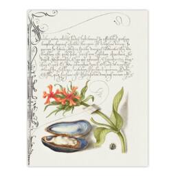 Artery8 Model Book of Calligraphy Framed Wall Art Flower Mussel & Ladybird in White - Size: A4 - thumbnail 3