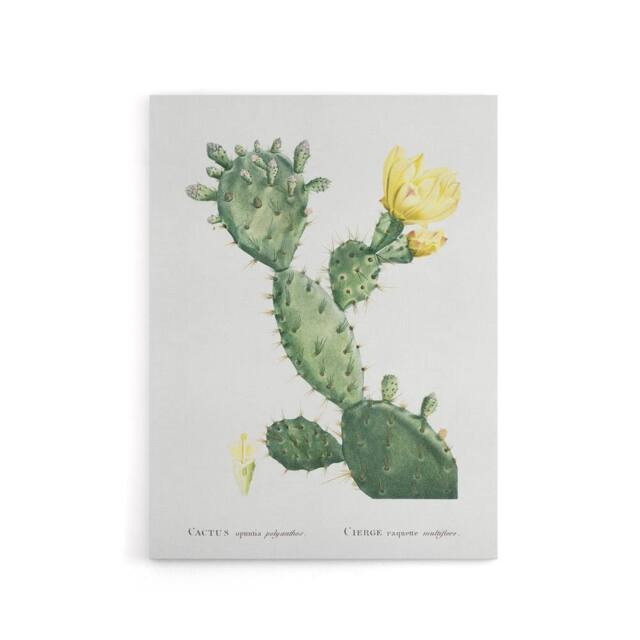 "Artery8 Opuntia Polyanthos Cactus Redoute Vintage Canvas Wall Art in White - Size: W18"" x H24""" - image 1