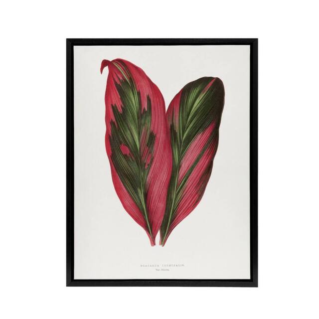 "Artery8 AF Lydon B Fawcett Pink Dracaena Terminalis Leaf Framed Canvas Art in White - Size: W12"" x H16""" - image 1