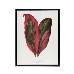 "Artery8 AF Lydon B Fawcett Pink Dracaena Terminalis Leaf Framed Canvas Art in White - Size: W12"" x H16""" - thumbnail 1