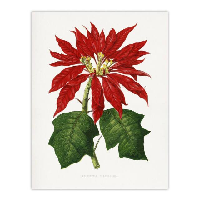 "Artery8 AF Lydon B Fawcett Vintage Poinsettia Illustration Wall Art Print in White - Size: W12"" x H16""" - image 1