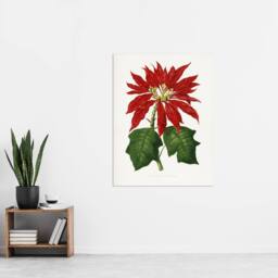 "Artery8 AF Lydon B Fawcett Vintage Poinsettia Illustration Wall Art Print in White - Size: W12"" x H16""" - thumbnail 4