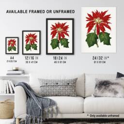 "Artery8 AF Lydon B Fawcett Vintage Poinsettia Illustration Wall Art Print in White - Size: W12"" x H16""" - thumbnail 3