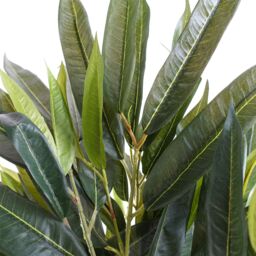 Leaf 100cm Longifolia Ficus Tree Artificial in Green - thumbnail 3