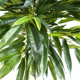 Leaf 100cm Longifolia Ficus Tree Artificial in Green - thumbnail 2