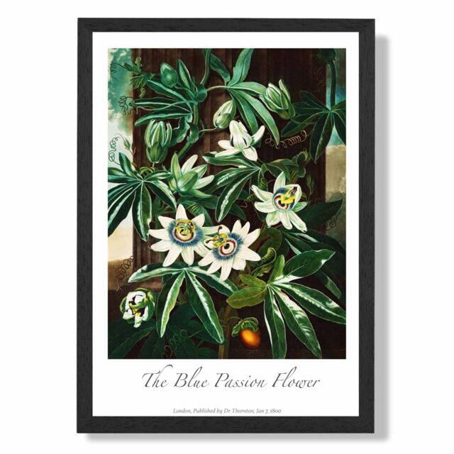 ARTZE Vintage Floral Exhibition - Blue Passion Flower Framed Print SIZE: A2 with Black Frame in Green - Size: A4 - image 1