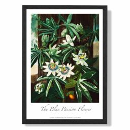 ARTZE Vintage Floral Exhibition - Blue Passion Flower Framed Print SIZE: A2 with Black Frame in Green - Size: A4 - thumbnail 1